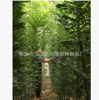 厂家直销 速生国槐 国槐绿化树 国槐树 国槐小树图2