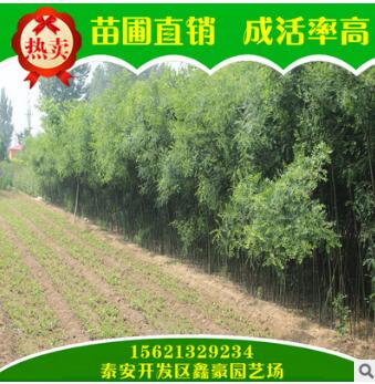 大量出售国槐树 苗圃直销供应规格多国槐苗 长期热销供应国槐图2