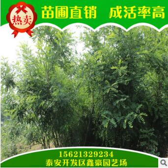 大量出售国槐树 苗圃直销供应规格多国槐苗 长期热销供应国槐图3