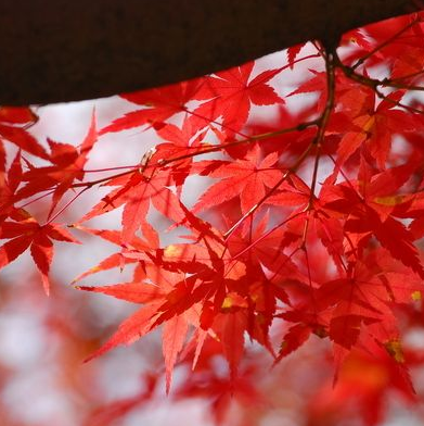 红枫树苗直销 工程绿化苗木 美国红枫 中国红枫 品种规格齐全