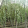 低价供应优质绿化苗木河北苗圃垂柳