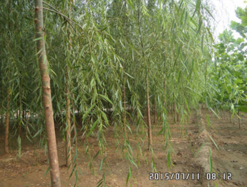 垂柳处理5公分、6公分、7公分、8公分10公分的3万棵，量大从优。