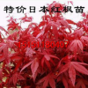 正宗红枫树苗包邮嫁接苗小苗绿化苗苗木批发树苗