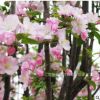 高杆西府海棠 垂丝海棠 北美海棠树苗 绿化苗木庭院风景小花苗