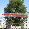 速生法桐 工程绿化工程树