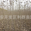 供应法桐苗 法桐价格 法桐树苗基地