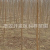供应速生法桐苗 大量出售银杏小苗 嫁接苗 工程用火炬 火炬树苗