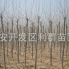 长期供应优质法桐树苗 易成活速生法桐小苗 热销各规格法桐苗