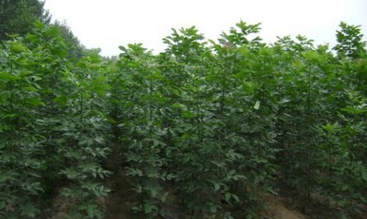 基地现挖速生白蜡 山东速生白蜡价格从优 高品质速生白蜡价格低$