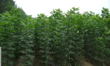 供应速生白蜡 品种优良速生白蜡 绿化工程用速生白蜡$