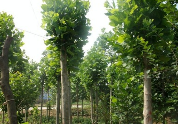 火热销售绿化树苗速生法桐 长期直销速生法桐 批发销售法桐