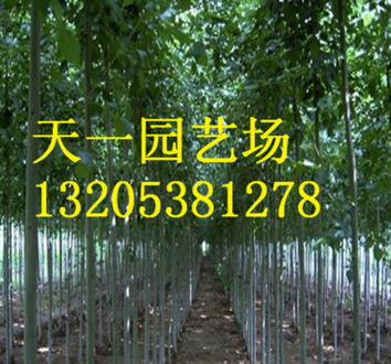 直销法桐苗 批发8公分10公分12公分15公分20公分法桐树 行道绿化