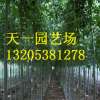 直销法桐苗 批发8公分10公分12公分15公分20公分法桐树 行道绿化