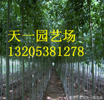 直销法桐树苗 批发2公分3公分4公分5公分6公分7公分速生法桐