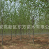 大量出售优质速生法桐 专业供应绿化法桐树 行道树法桐树