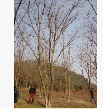 专业供应优质国槐树18公分至30公分直径【重点推荐】 国槐树小苗图2