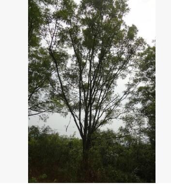 专业供应优质国槐树18公分至30公分直径【重点推荐】 国槐树小苗图3