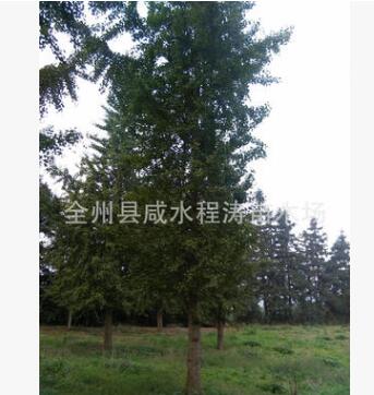 供应银杏树18cm20cm23m25cm30cm35cm40cm广西银杏桂林银杏
