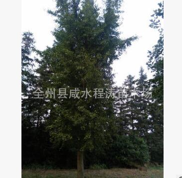 供应银杏树18cm20cm23m25cm30cm35cm40cm广西银杏桂林银杏图3