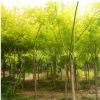 工程绿化用金枝槐 行道风景绿化槐树供应