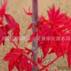 日本红枫苗批发 园林绿化苗木 红枫小苗 观叶类 移植 树苗基地