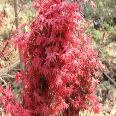 日本红枫苗批发 园林绿化苗木 红枫小苗 观叶类 移植 树苗基地图2
