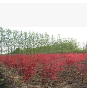 日本红枫苗批发 园林绿化苗木 红枫小苗 观叶类 移植 树苗基地图3