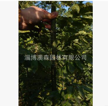 基地直销国槐槐树 园林绿化槐树苗木 抗污染 耐盐碱 低价批发图2