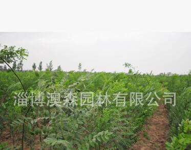 基地直销国槐槐树 园林绿化槐树苗木 抗污染 耐盐碱 低价批发图3