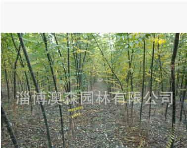 基地直销绿化苗木速生国槐 高成活 速生 槐树低价批发图2