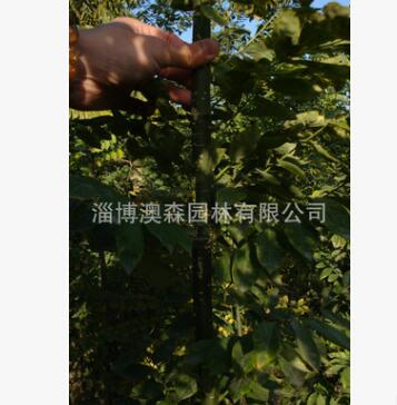 基地直销绿化苗木速生国槐 高成活 速生 槐树低价批发图3