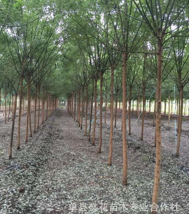 国槐树 国槐树价格 国槐树产地图2