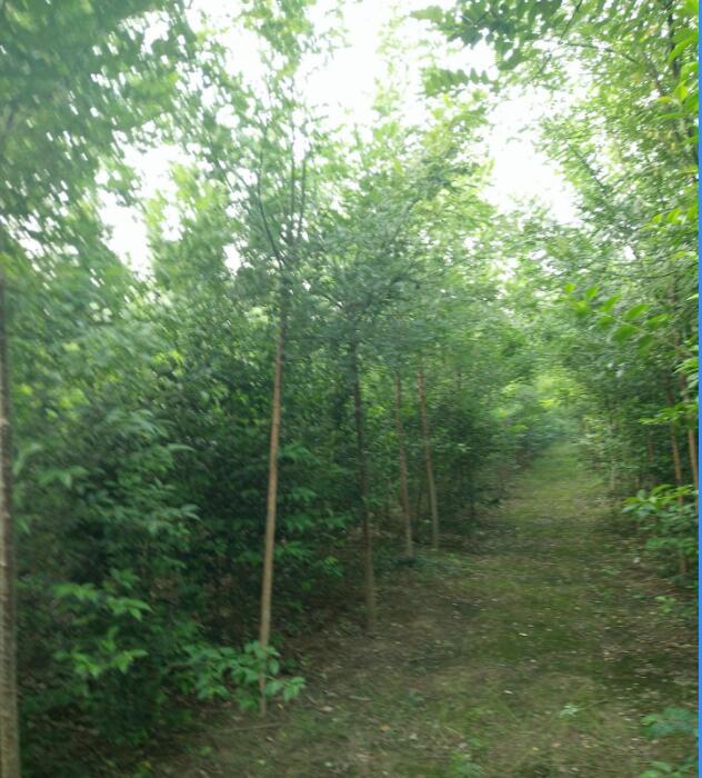 国槐树 国槐树价格 国槐树产地图3