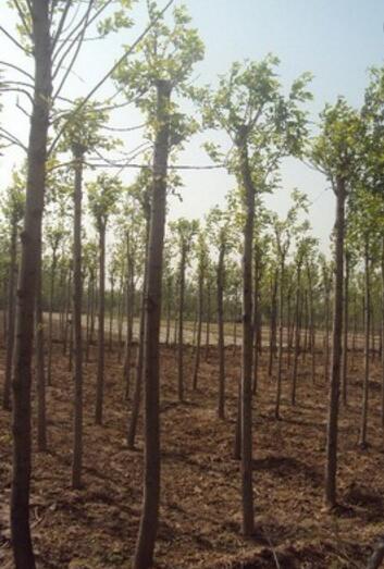 30公分高杆金叶槐树苗 河北保定批发优质矮本金叶国槐 2-8公分图2