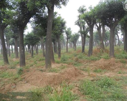 30公分高杆金叶槐树苗 河北保定批发优质矮本金叶国槐 2-8公分图3