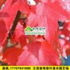 美国红枫（红点红枫）南方变色的美枫