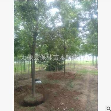 白腊树10公分白蜡1级2级3级各种规格白蜡