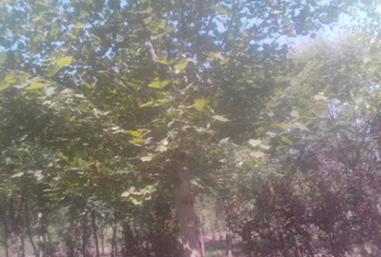 河北省保定市园林出售速生法桐原生灌和1-5年头各种规格