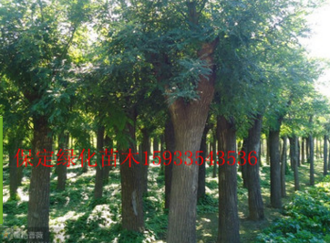 河北省保定市现出售15-24公分国槐原生灌或1-3年头1级数