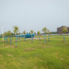 河北省保定市出售美国红枫以及各种绿化苗木
