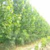 优质法桐 绿化苗木基地法桐树苗批发 规格全价格实惠
