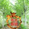 河北【法桐】基地 法桐供应 绿化苗木法桐树苗批发价格