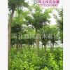 国槐河北国槐定干移植国槐8--20公分国槐