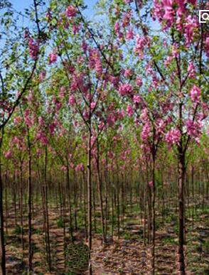 河北鑫风苗圃低价销售国槐、香花槐、栾树、法桐、火炬树