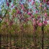 河北鑫风苗圃低价销售国槐、香花槐、栾树、法桐、火炬树