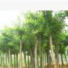 低价批发供应10-30cm国槐苗木--绿化苗木