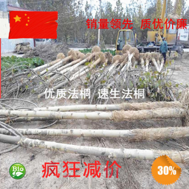 合作社批发 12公分到14公分法国梧桐 造型法桐 秋季法桐小苗