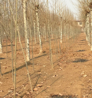 选购优质法桐 请到山东“李营法桐”之乡 销售法国梧桐 全冠法桐