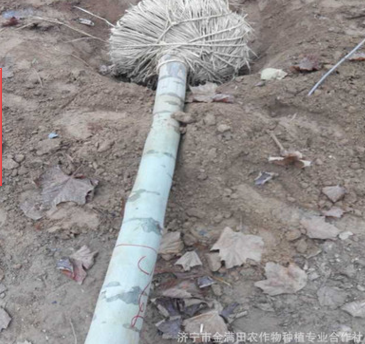 供应 法桐 新式法桐 大规格带帽法桐 造型法桐 规格齐全