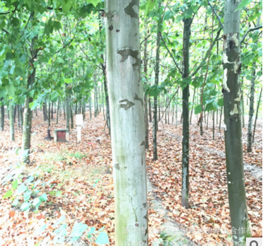 批量供应 园林绿化20公分法国 法国梧桐 造型法桐 国家标准